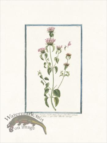 Bonelli 265 Wild Basil